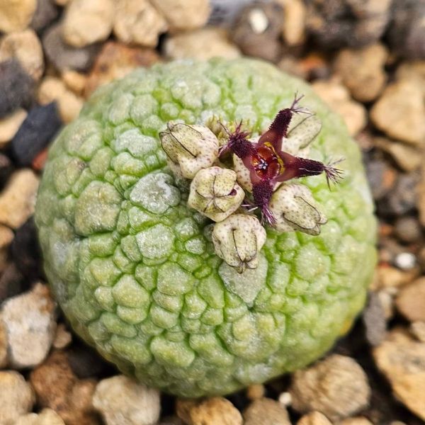 Pseudolithos migiurtinus